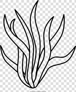 Seaweed Clipart Black And White  HD Png Download