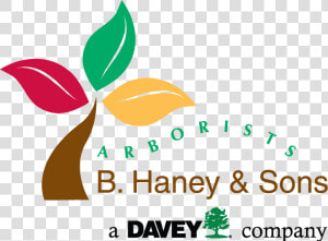 B Haney And Sons Arborists  HD Png Download