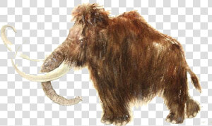 Rouffignac Cave Woolly Mammoth African Elephant Stone   Elephant  HD Png Download
