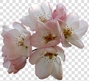 Flowers Almond Tree White Almond Tree Free Photo   Flor De Almendro Png  Transparent Png