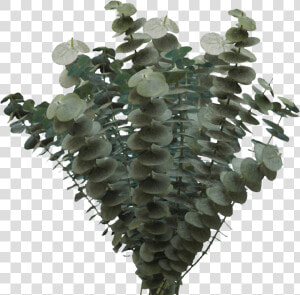 Houseplant  HD Png Download