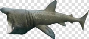 Basking Shark   Png Download   Basking Shark No Background  Transparent Png