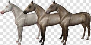 Equus Sims Coats  HD Png Download