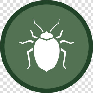 Bedbug Icon 02   Health Dangers  HD Png Download