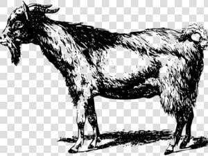 Goat Clipart Kambing   Bakra Black And White  HD Png Download