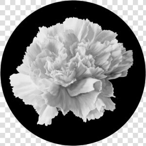 Hydrangea   Carnation  HD Png Download