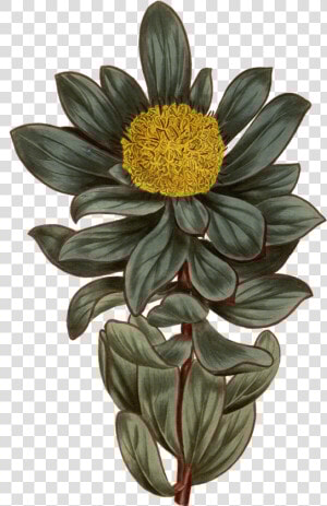 Botanical Illustration   Png Download   Png Vintage Botanical Flower  Transparent Png