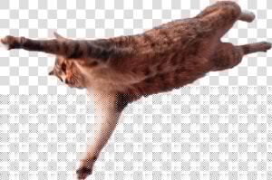 Jumping Cat Png   Cat Leap Of Faith  Transparent Png