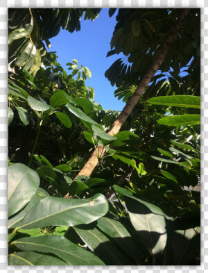 Img 4212     Tree  HD Png Download