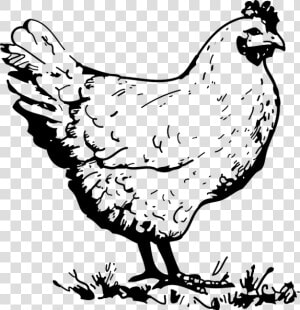 Lineart chicken   Chicken Black And White Clipart  HD Png Download