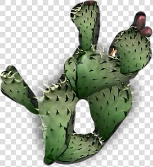 cactus Plant   Eastern Prickly Pear  HD Png Download