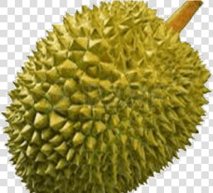 Durian Png  Transparent Png