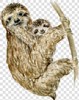  watercolor  sloths  sloth  baby  babyanimals  mother   Three toed Sloth  HD Png Download