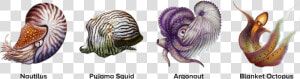 Four Illustrated Cephalopods  Including The Nautilus    Illustration  HD Png Download