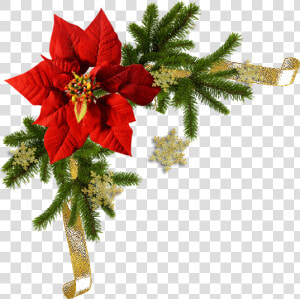 Poinsettia Flower  HD Png Download