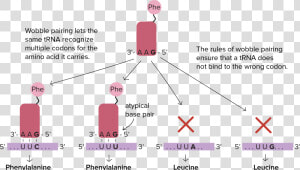 Trna Reads 5 To 3  HD Png Download