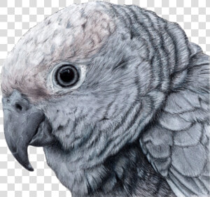 Parakeet  HD Png Download