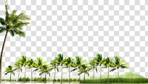 Clip Art Palm Tree Grove  HD Png Download