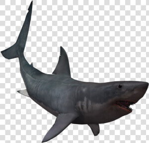 Drawing Shark Real Svg Library Download   Real Shark Transparent  HD Png Download