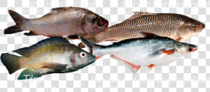 Transparent Fish Scales Png   Oily Fish  Png Download