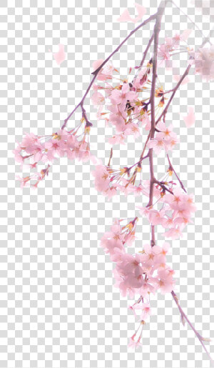 Cherry Blossom Png Spring   Cherry Blossom Tree Png  Transparent Png