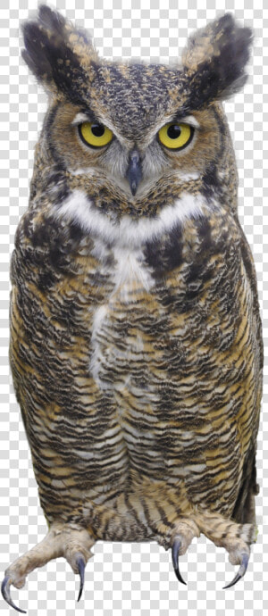 Owls Png Images Free Download  Bird Owl Png   Great Horned Owl Png  Transparent Png