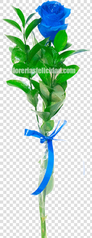 Houseplant  HD Png Download