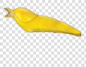 Giant Slug   Slug Transparent  HD Png Download