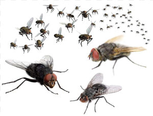 Swarm Of Flies  HD Png Download