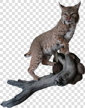 Bobcat Mount   Transparent Pictures Of A Bobcat  HD Png Download