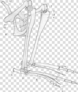 Kangaroo Tibia  HD Png Download