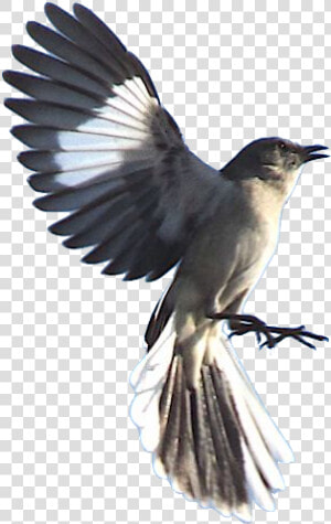 Mockingbird Png  Transparent Png