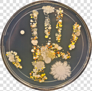 Petri Hand  HD Png Download