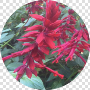 Blood Amaranth  HD Png Download