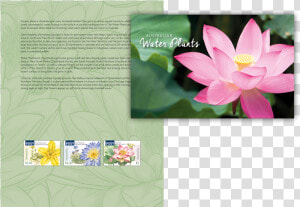Lotus   Sacred Lotus  HD Png Download