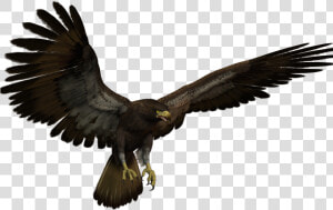 Black Eagle Flying Clipart   Png Download   Flying Black Eagle  Transparent Png
