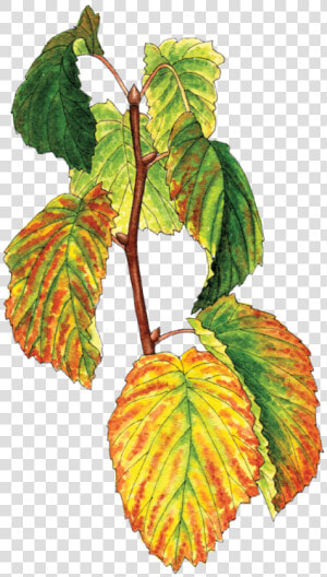 Illustration By Helen Krayenhoff   Slippery Elm  HD Png Download