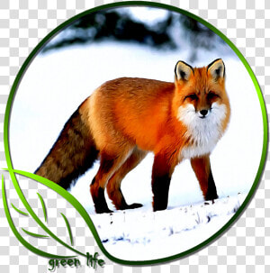 Really Pretty Fox  HD Png Download