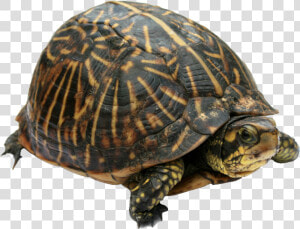 Florida Tortoise  HD Png Download