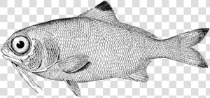 Fish  Vintage  Drawing  Nature  Sea  Food  Retro   Perfil De Un Pez  HD Png Download