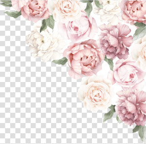 Peony Flower Peony Corner  HD Png Download