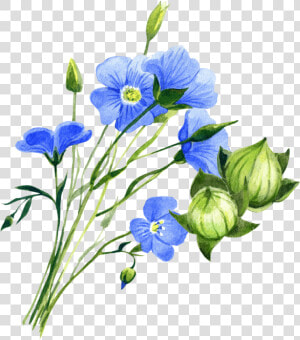 Flax Plant Png  Transparent Png