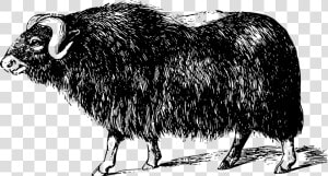 Muskox  HD Png Download