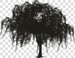 Tree Spanish Moss Woody Plant Silhouette   Spanish Moss Tree Silhouette  HD Png Download