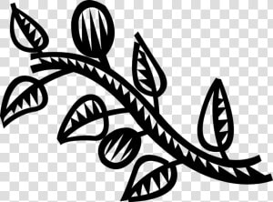 Vector Illustration Of Deciduous Tree Branch With Leaves   Illustration  HD Png Download