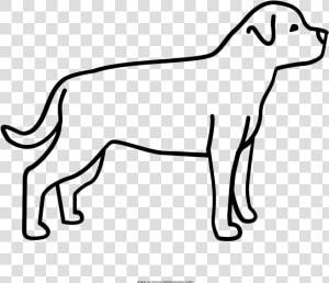 Rottweiler Coloring Page   Pitbull Rottweiler Para Dibujar  HD Png Download