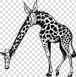 Giraffidae line Art wildlife   Pain In The Neck Giraffe  HD Png Download