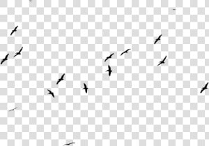 Download Birds Png Photo   Birds Png Transparent Background  Png Download