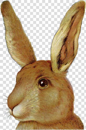 Easter Bunny European Rabbit Domestic Rabbit  HD Png Download