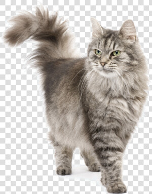 Persian Siberian Cat  HD Png Download